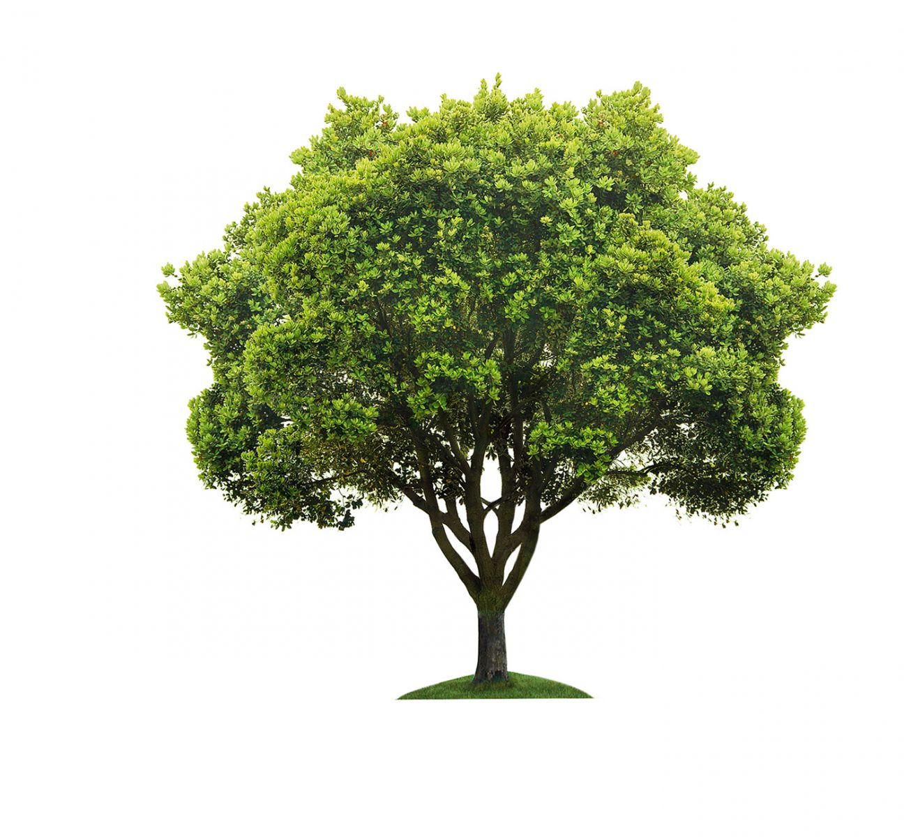 tree